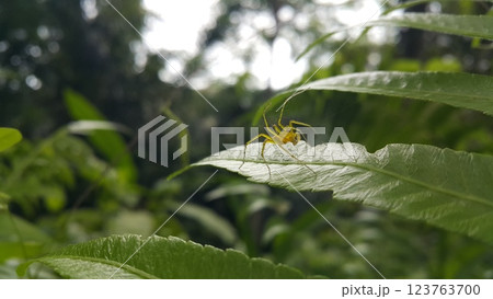 View of Lynx spider (oxyopidae) on green leaf. View of Lynx spider (oxyopidae) on green leaf. 123763700