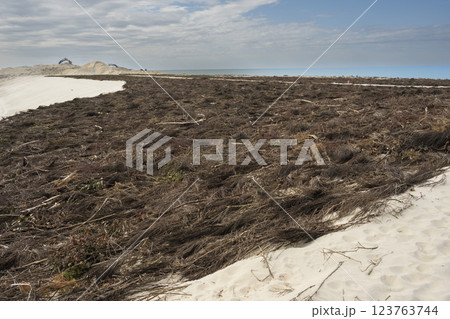 Coastal vegetation impact on Biscarosse dune landscape highlighting environmental changes along 123763744