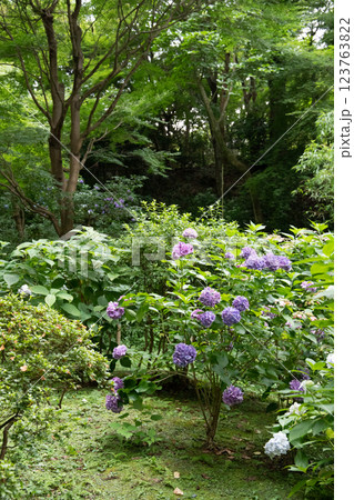 紫陽花のある風景 紫陽花のある風景 123763822