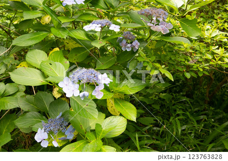 青い紫陽花 青い紫陽花 123763828