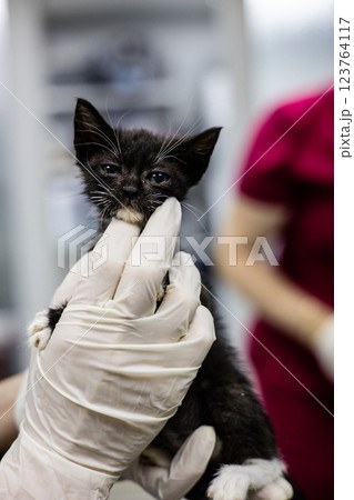 A veterinarian wearing gloves examines a small homeless kitten at a veterinary clinic. The veterinarian provides the kitten with the necessary medical care and instills hope for a better life. A veterinarian wearing gloves examines a small homeless kitten at a veterinary clinic. The veterinarian provides the kitten with the necessary medical care and instills hope for a better life. 123764117