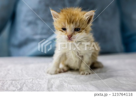 A cute homeless kitten was brought for inspection to the veterinarian. The veterinarian examines a small stray kitten sitting on the table in a veterinary clinic, providing care and treatment. 123764118
