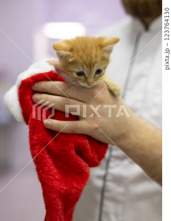 A small kitten comfortably sits in the red hat of Santa, carefully held by the veterinarian. The scene reflects a mixture of festive spirit and professional help to a small kitten in the clinic. 123764130
