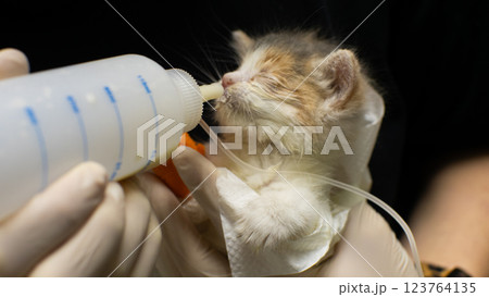 A veterinarian wearing gloves cares for a fragile orphaned kitten with a syringe and a milk bottle The doctor demonstrates compassionate animal care and rescue efforts in a veterinary clinic setting. 123764135