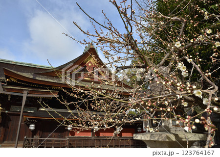 北野天満宮　咲きはじめの白梅と御本殿(京都市上京区) 123764167