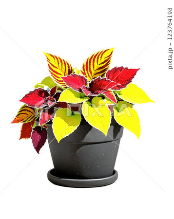 Coleus in a decorative pot, vibrant foliage, colorful leaves, isolated on transparent, bright colors, Coleus in a decorative pot, vibrant foliage, colorful leaves, isolated on transparent, bright colors, 123764198