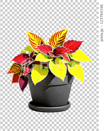 Coleus in a decorative pot, vibrant foliage, colorful leaves, isolated on transparent, bright colors, Coleus in a decorative pot, vibrant foliage, colorful leaves, isolated on transparent, bright colors, 123764198