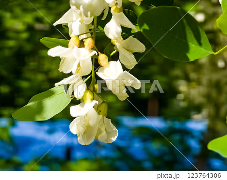 Close-up of blooming white acacia Robinia pseudoacacia in spring in the wild 123764306