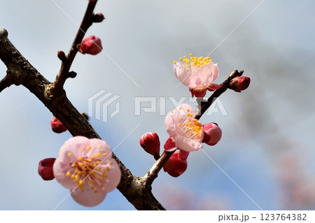 ウメの花 ピンク色 ウメの花 ピンク色 123764382