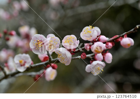ウメの花 ピンク色 ウメの花 ピンク色 123764510