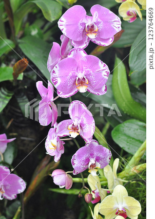 Doritenopsis orchid. Pink indoor orchid flowers Doritenopsis orchid. Pink indoor orchid flowers 123764669