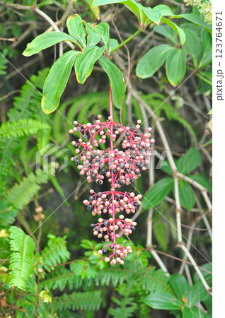 Beautiful blooming bright pink Medinilla magnifica, Philippine Orchid, inside greenhouse on green pants background. Gardening hobby, plant breeding and cultivation 123764671