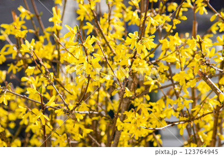The bright yellow flowers of the Forsythia shrub, like the sun's rays, fill the heart with warmth and hope. 123764945