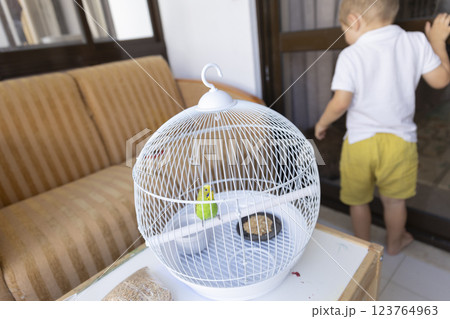 Green budgie perched in white cage, child playing in background 123764963