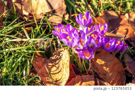 Crocus flowers on a clear sunny day. Fresh spring crocus close-up. Spring concept. 123765853