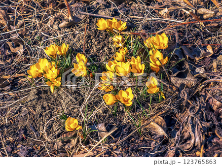 Background of yellow crocus flowers on a clear sunny day. Fresh spring crocus close-up. Spring concept. 123765863