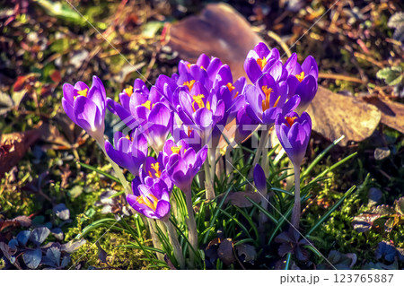 Purple crocus flowers on a clear sunny day. Fresh spring crocus close-up. Spring concept. 123765887