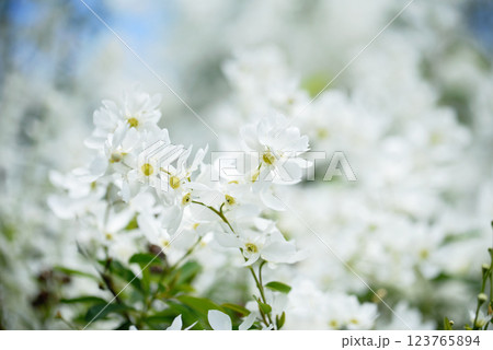 Beautiful lilac flowers background. Spring blossom. Purple lilac flower on bush. Bouquet of pink flowers, shallow depth of field. Happy Mother's Day greetings card. Copy space. 123765894