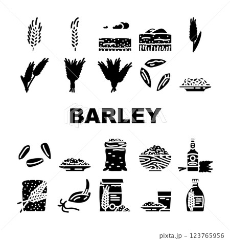 barley grain wheat icons set vector 123765956