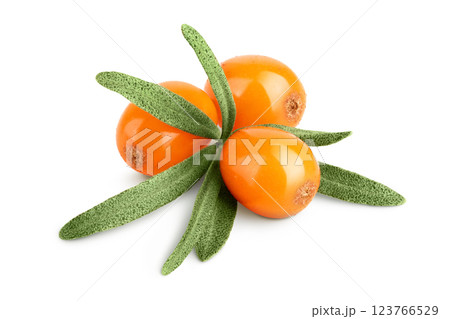 Sea buckthorn. Fresh ripe berry with leaves isolated on white background macro Sea buckthorn. Fresh ripe berry with leaves isolated on white background macro 123766529