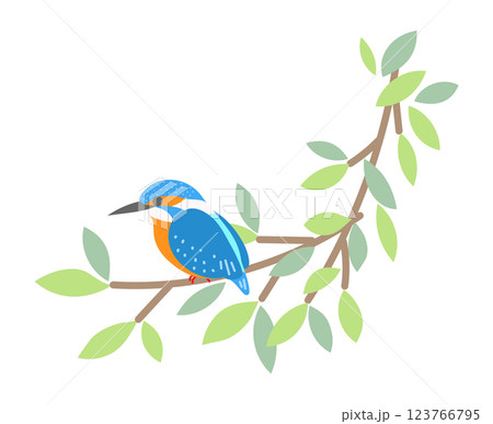 枝に止まるカワセミ　リース　野鳥　鳥 123766795