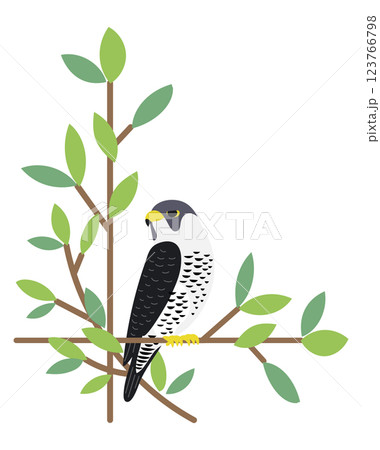 ハヤブサ 鷹 リース 野鳥 鳥 ハヤブサ 鷹 リース 野鳥 鳥 123766798