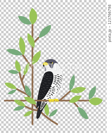 ハヤブサ 鷹 リース 野鳥 鳥 ハヤブサ 鷹 リース 野鳥 鳥 123766798