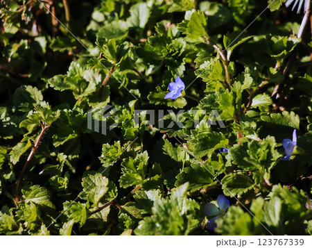 Veronica persica is a wonderful meadow plant 123767339