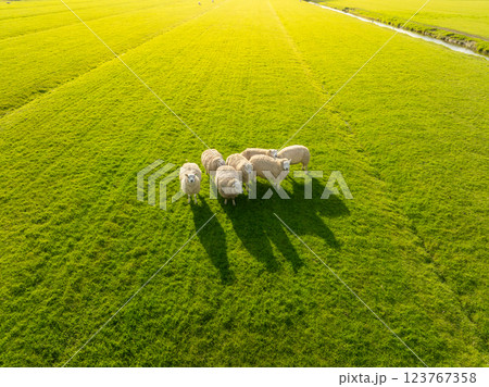 Sheep grazing on the meadow. Drone view of the sheep. Agriculture and animal husbandry. 123767358