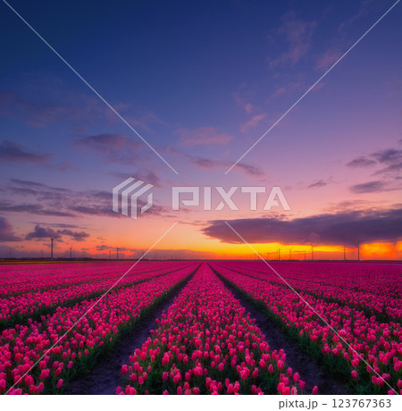 Field of tulips during sunset. Dutch landscape. Rows on the field. Netherlands.  123767363