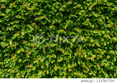 close-up of a beech hedge in sunlight with lush foliage. close-up of a beech hedge in sunlight with lush foliage. 123767734