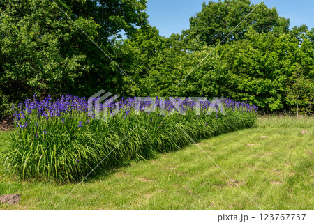 Purple iris flowers in green meadow in the summer park. Purple iris flowers in green meadow in the summer park. 123767737