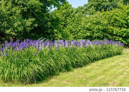Purple iris flowers in green meadow in the summer park. 123767738