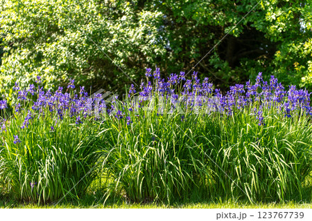 Purple iris flowers in green meadow in the summer park. Purple iris flowers in green meadow in the summer park. 123767739