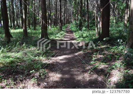 自然遊歩道 森林浴 123767780