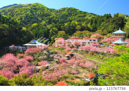 八重桜満開の一心寺（大分市） 123767786