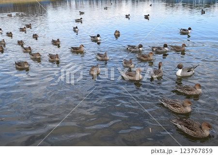 池で泳ぐオナガガモ 池で泳ぐオナガガモ 123767859