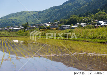 湯布院の水田と反射（大分県由布市湯布院） 123768073