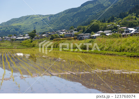 湯布院の水田と反射（大分県由布市湯布院） 123768074
