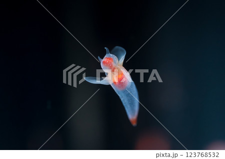 流氷の天使クリオネ 流氷の天使クリオネ 123768532