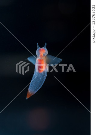 流氷の天使クリオネ 123768533