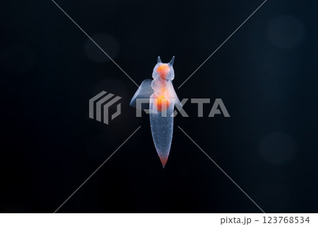 流氷の天使クリオネ 流氷の天使クリオネ 123768534