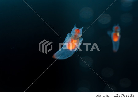 流氷の天使クリオネ 123768535