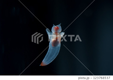 流氷の天使クリオネ 123768537