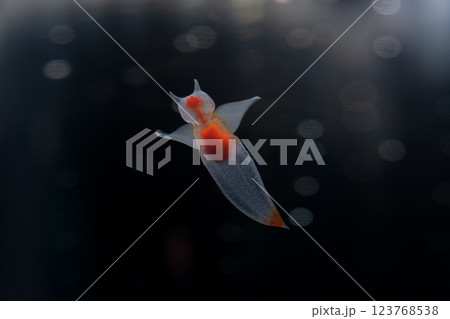 流氷の天使クリオネ 流氷の天使クリオネ 123768538