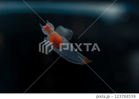 流氷の天使クリオネ 123768539