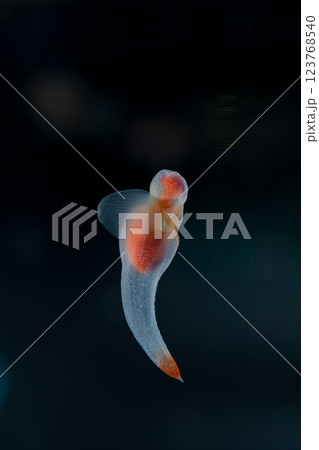 流氷の天使クリオネ 123768540