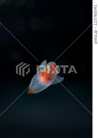 流氷の天使クリオネ 123768541
