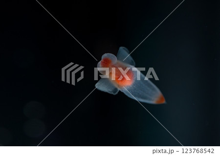 流氷の天使クリオネ 流氷の天使クリオネ 123768542