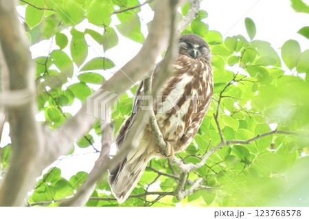 青々と茂る木々に佇む猛禽類のまなざし② 123768578